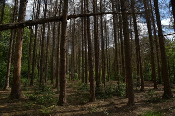 Viele große trockene, tote Tannenbäume stehen nebeneinander vor dem grünen Wald. Ein Stamm liegt quer durch die andere Stämme oben in Bild. Der blaue Himmel und die weiße Wolken sind durch die Bäume.