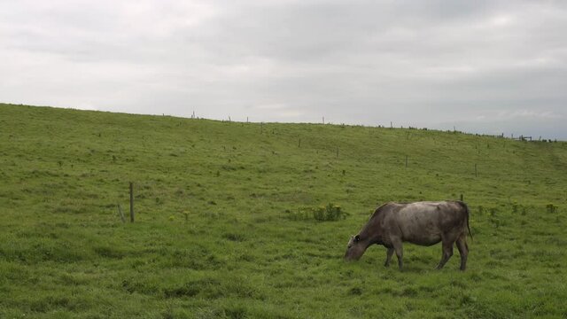 Cow Eating Grass In The Meadow