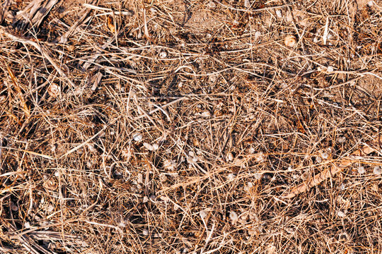 Full frame shot of dead plants on ground