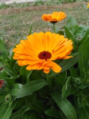 Calendula (Calendula officinalis), Pot Marigold, orange flower in the garden