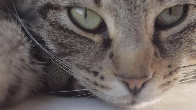 Young striped tabby cat portrait macro shot looking into camera