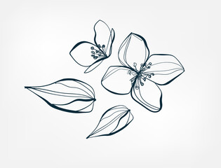 flower jasmine line one art isolated vector illustration