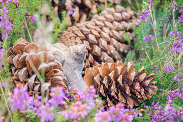 pine cone in the forest