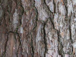 large, tree bark  background texture, close up