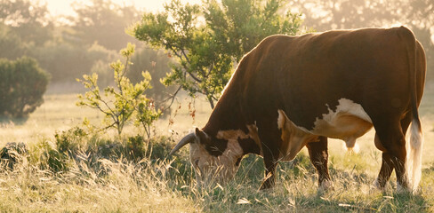 Horned Hereford bull grazing during sunrise in pasture on beef cow farm.
