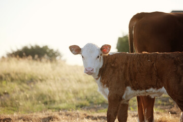 Hereford calf in a summer field