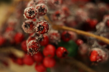 freezing red berries on the christmas background