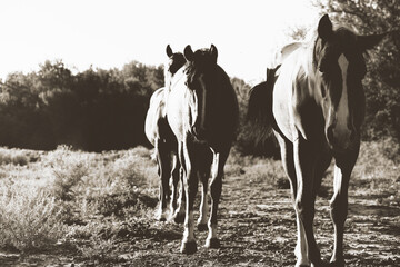 Rustic horses in the field, old time style.