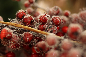 freezing red berries on the christmas background