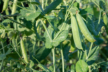 Close-up view of ripe pea pods growing in garden. Fresh and homegrown produce. Long organic pods full of sweet peas.