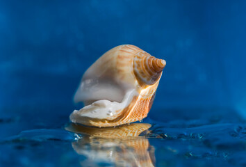 Obraz na płótnie Canvas Seashell on a blue water background. Macro photo. Seashell close-up. Reflection of a seashell in water. Seashell texture. Water texture. Blue background. Water drops. Bokeh