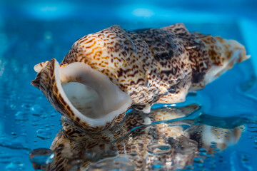 Seashell on a blue water background. Macro photo. Seashell close-up. Reflection of a seashell in water. Seashell texture. Water texture. Blue background. Water drops. Bokeh