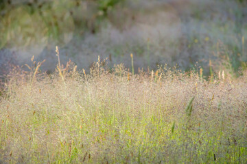 tall grass in the morning