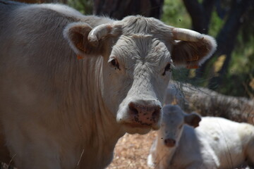 la mirada de una vaca