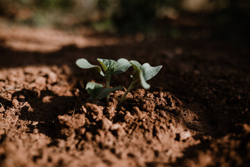 Photos in an organic garden with your farmer.
