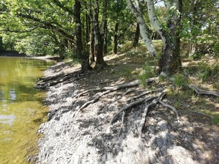 arbres et leurs racines au bord de l'eau