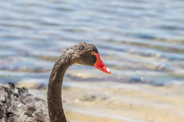 Fototapeta premium A pair of black swans at the entrance to Kukunaries beach, Greece 