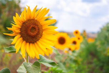 Fototapeta premium beautiful sunflower in the field