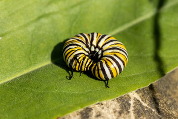 Fototapeta na wymiar The caterpillar of the monarch butterfly