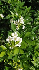 white flowers in the garden