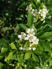 blooming white flowers in a cluster
