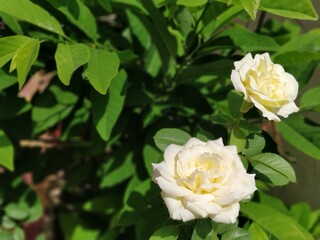 white roses on green background