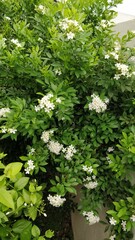 white flowers and green leaves in a garden