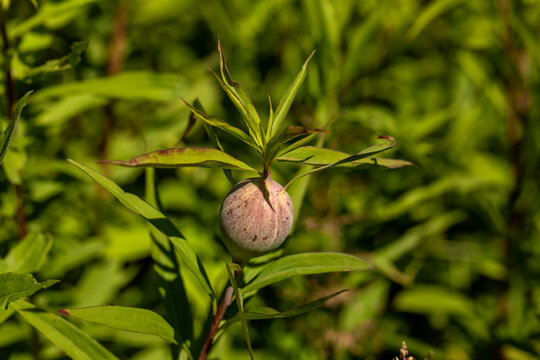  The goldenrod gall fly,  also known as the goldenrod ball gallmaker, is a species of fly native to North America.
