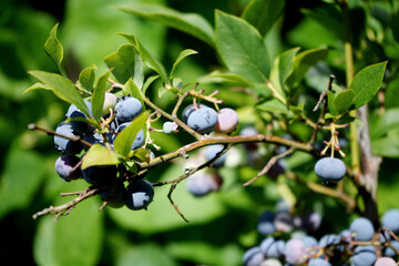  branch with blueberries close-up on a background of greenery