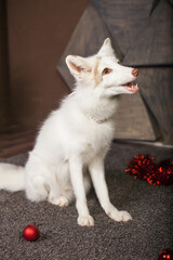 white fox red New Year decorations