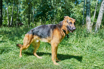 A one-year-old German Shepherd puppy stands in a rack on the green grass
