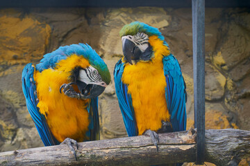 Pair of blue-yellow ara, Ara ararauna, sitting on a branch next to the house