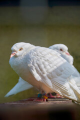 Two white doves are sitting on a wooden board. One pigeon looks slyly to the camera