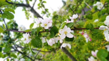 Branch of a blossoming apple tree in the garden