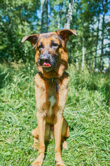 One year old German shepherd puppy licks its lips while sitting on the grass against the background of green nature