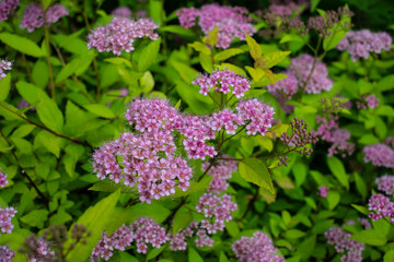 bush of blooming pink spirea
