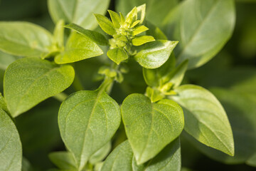 Basil bushes in the garden.