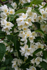 blooming branch of white jasmine, spring, freshness