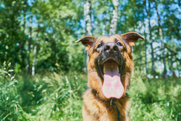 Portrait of a one-year-old german shepherd puppy on a background of green nature