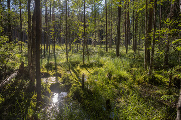 The swampy forest is illuminated by the backlit evening sun.
