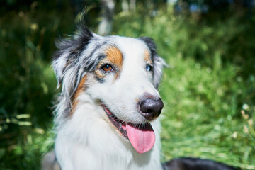 Portrait of an Australian Shepherd with rare ocular heterochromia. One eye is light blue, the other brown. The dog sits on green grass on its hind legs and looks at the camera