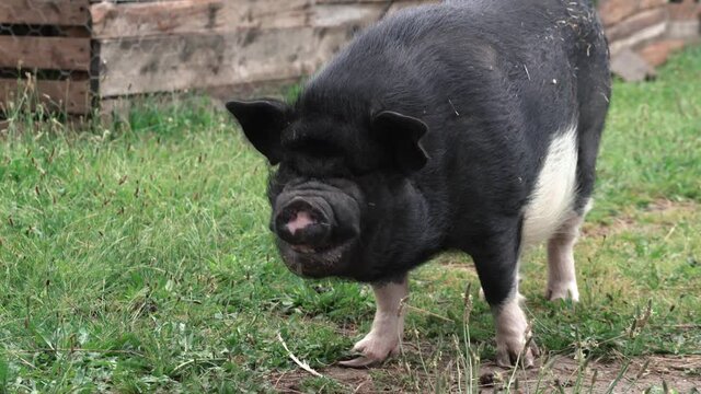 What a mini pig really looks like, Vietnamese pot-bellied, domestic
