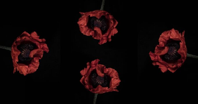 Art poppies motion while blooming on a black background, copyspace