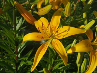 Obraz premium Yellow lilies bloomed in the garden. Floriculture.