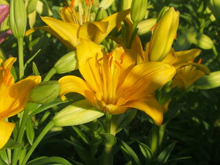Yellow lilies bloomed in the garden. Floriculture.
