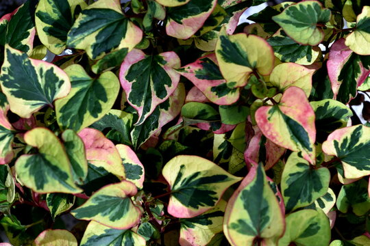 Bl&auml;tter eines Eidechsenschwanzgew&auml;chses