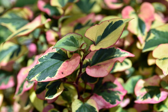 Bl&auml;tter eines Eidechsenschwanzgew&auml;chses