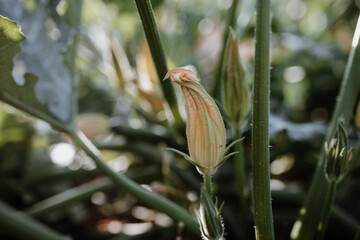 Photos in an organic garden with your farmer.