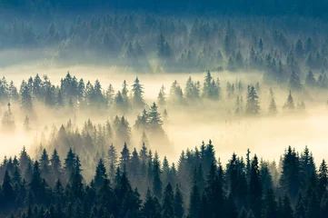 Printed roller blinds Forest in fog misty nature background. fog in the mountain valley. landscape with coniferous forest view from the top of a hill. fantastic glowing scenery