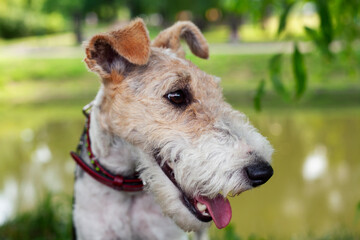 young pretty dog fox terrier outside in green park